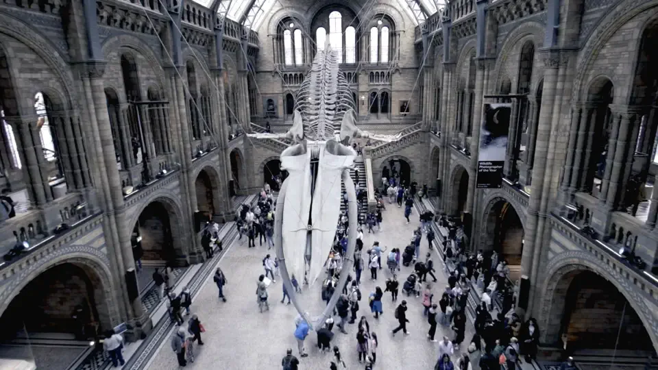 Wide-angle view of the suspended whale skeleton and visitors in London's Natural History Museum.